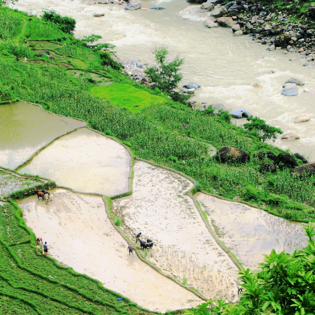 paddy field