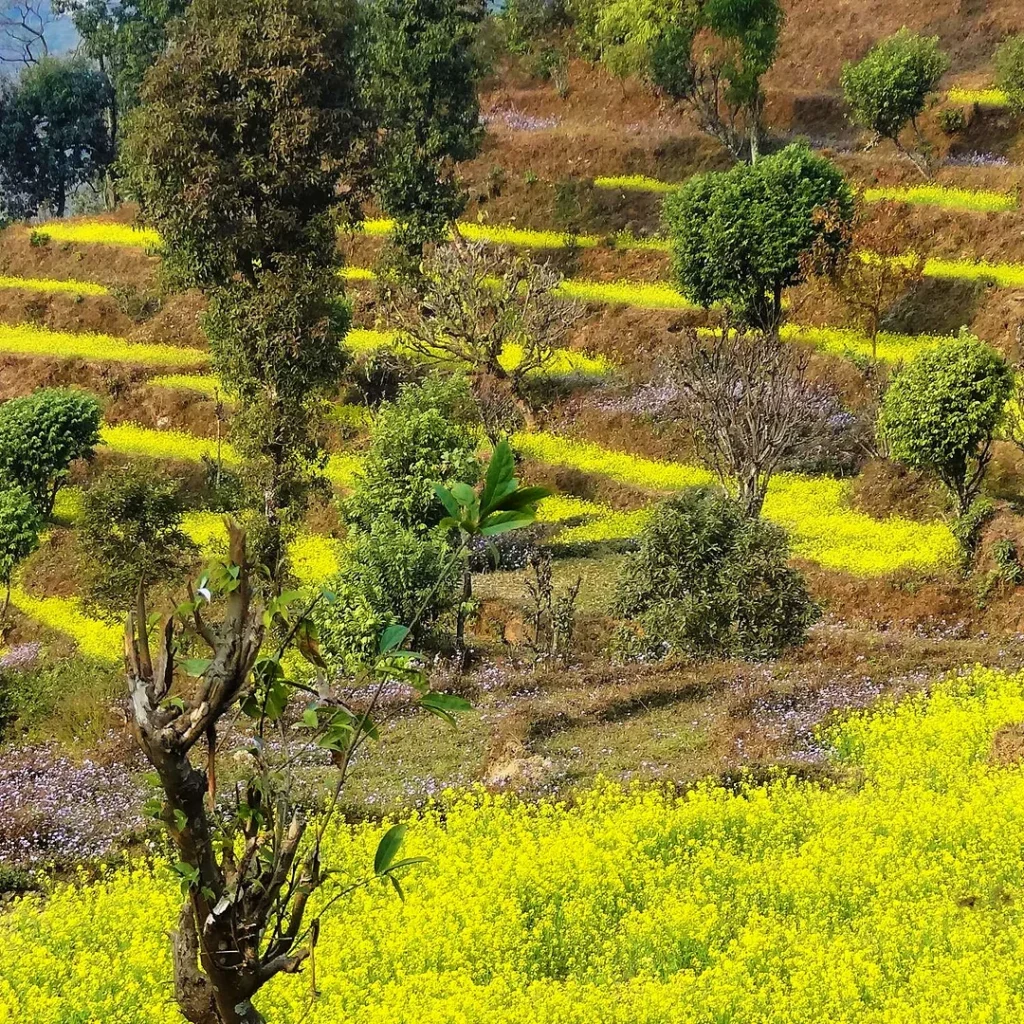 hills village